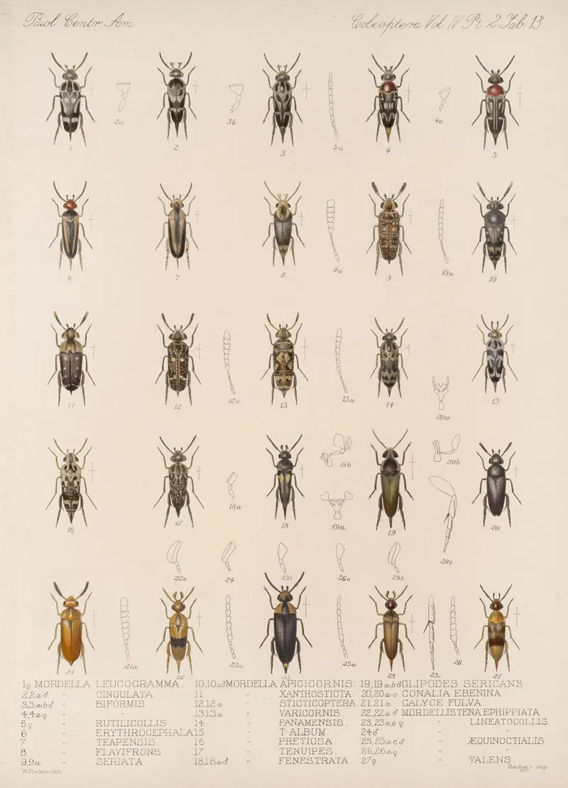 Insecta Coleoptera Pl 131 Wall Art by Frederick DuCane Godman - High-Resolution Digital Print