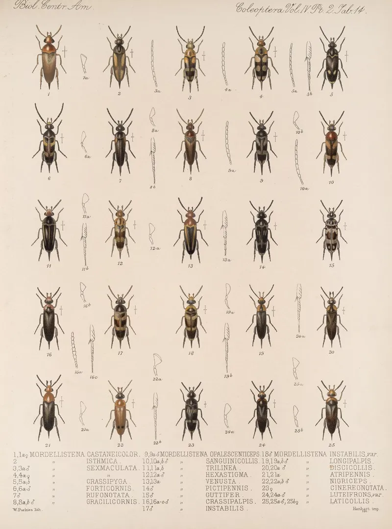 Insecta Coleoptera Pl 132 Wall Art by Frederick DuCane Godman - High-Resolution Digital Print