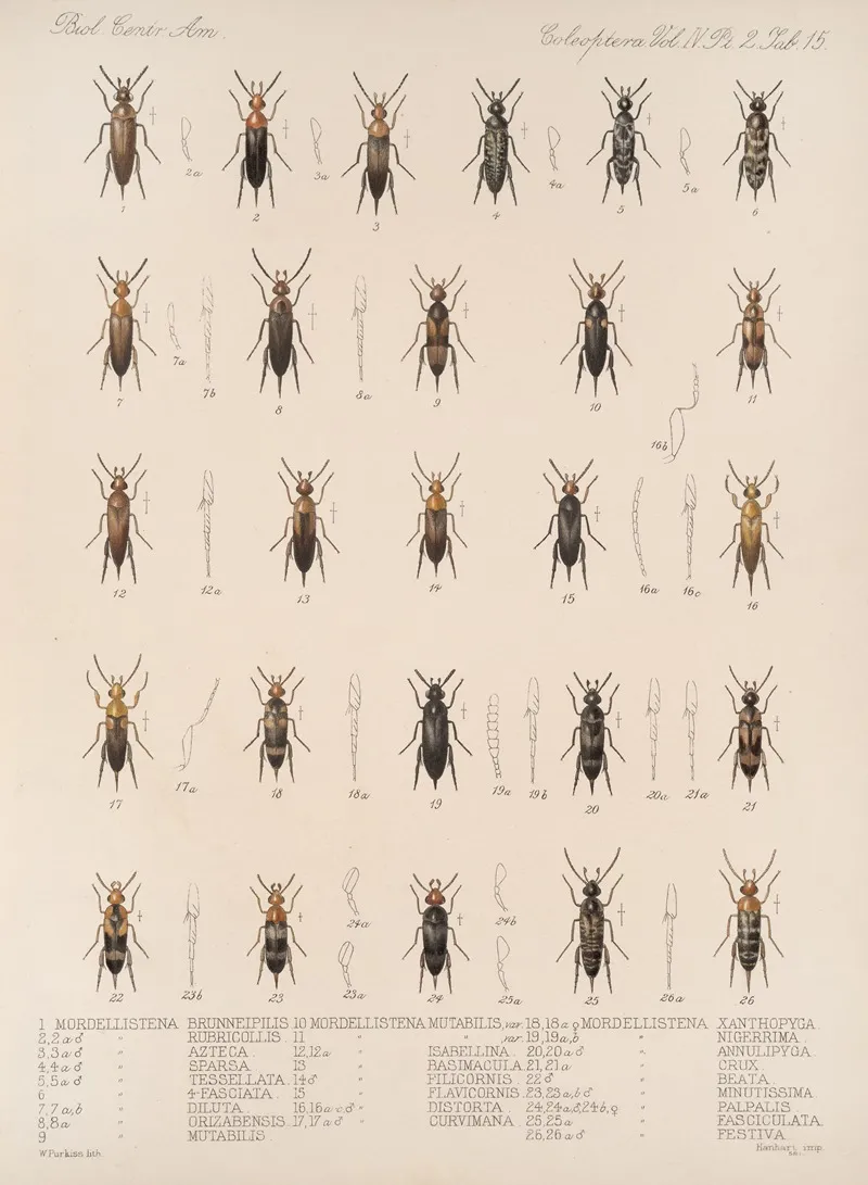 Insecta Coleoptera Pl 133 Wall Art by Frederick DuCane Godman - High-Resolution Digital Print