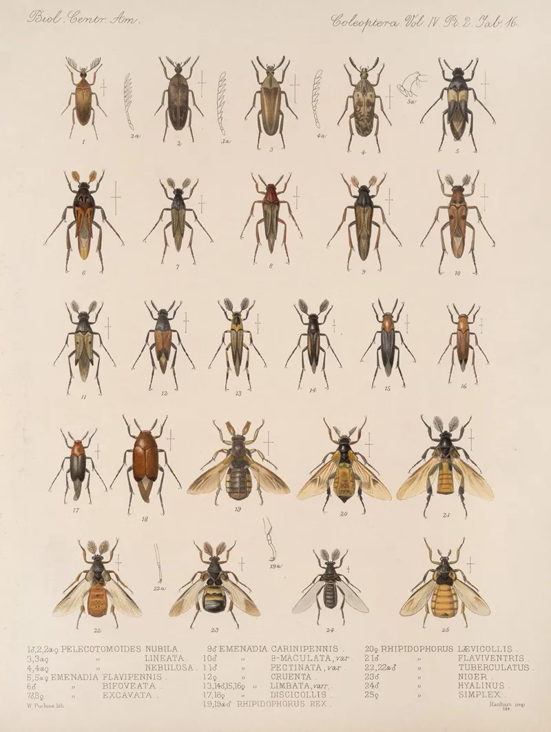 Insecta Coleoptera Pl 134 Wall Art by Frederick DuCane Godman - High-Resolution Digital Print