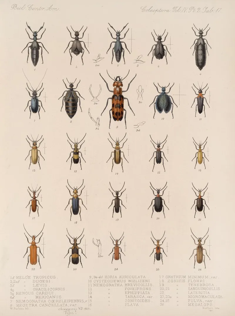 Insecta Coleoptera Pl 135 Wall Art by Frederick DuCane Godman - High-Resolution Digital Print