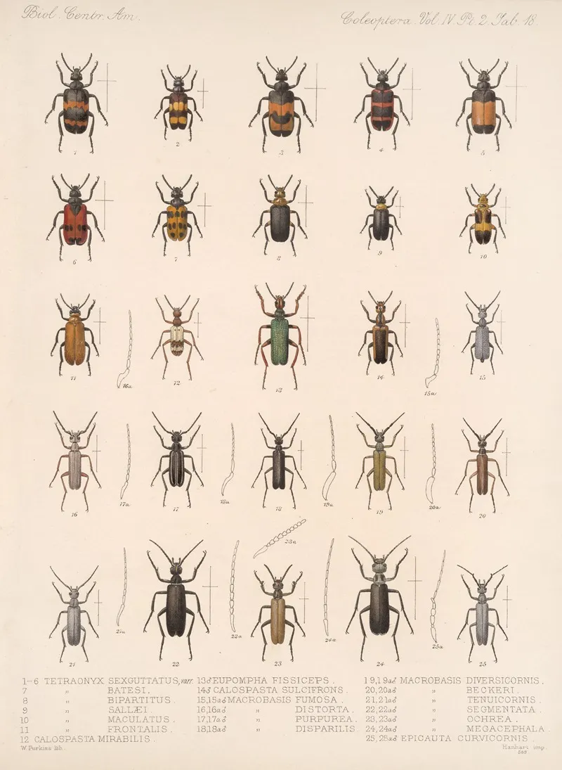 Insecta Coleoptera Pl 136 Wall Art by Frederick DuCane Godman - High-Resolution Digital Print