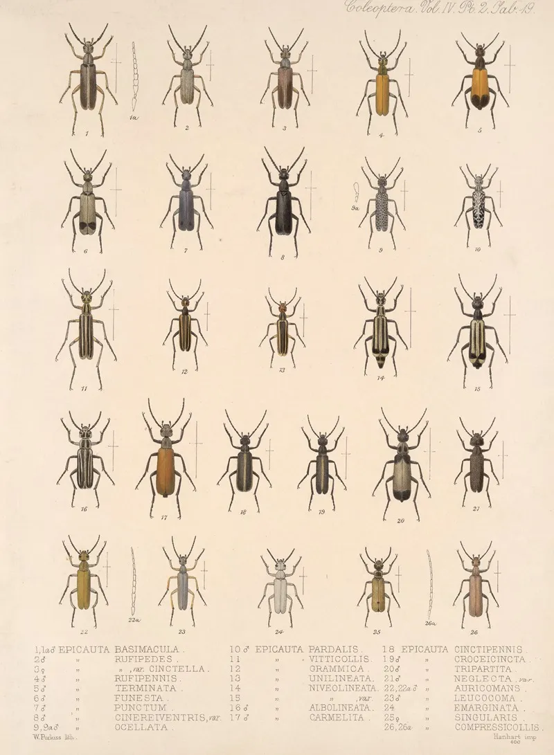 Insecta Coleoptera Pl 137 Wall Art by Frederick DuCane Godman - High-Resolution Digital Print
