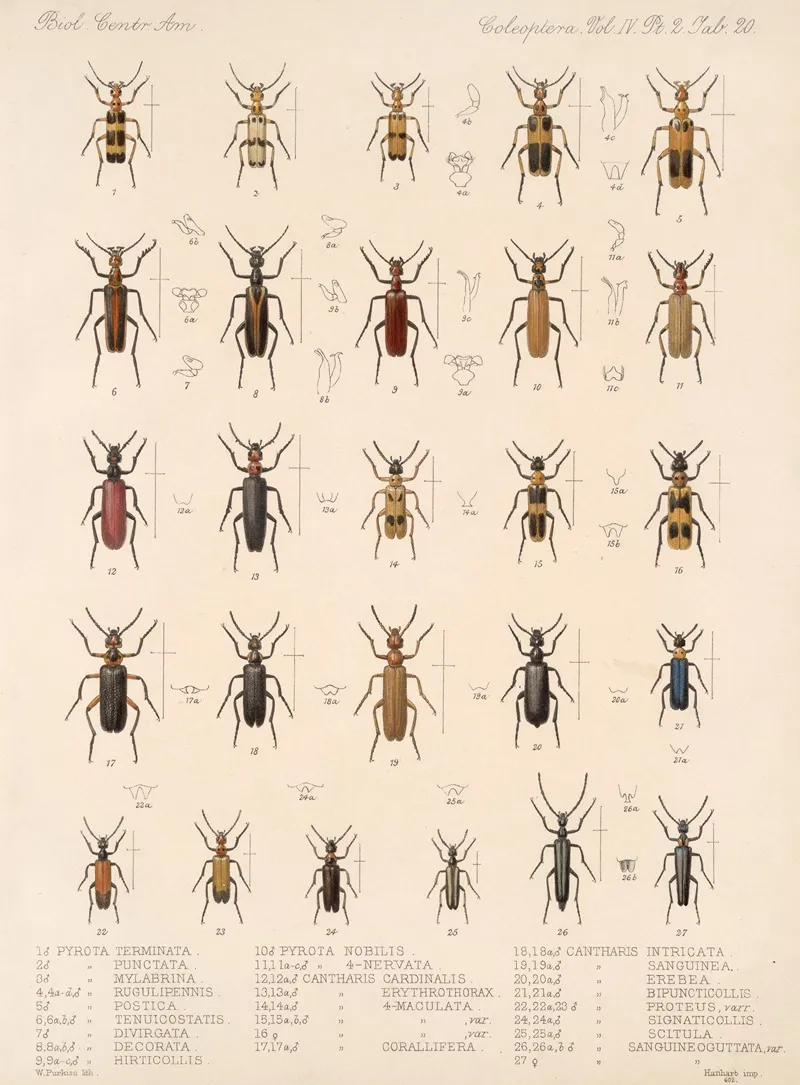 Insecta Coleoptera Pl 138 Wall Art by Frederick DuCane Godman - High-Resolution Digital Print