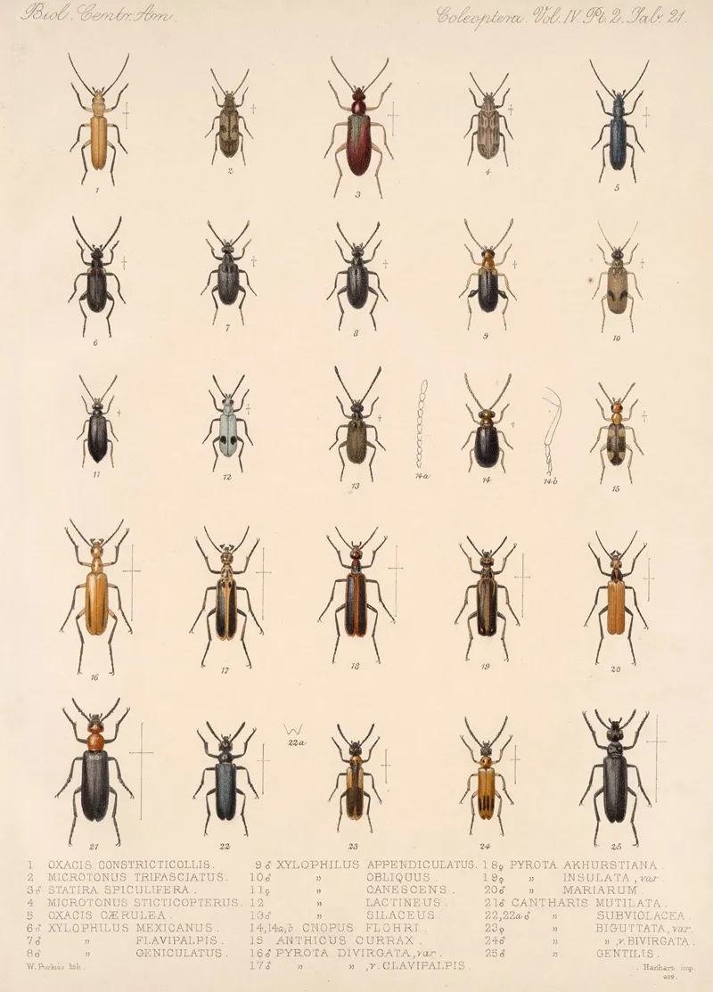 Insecta Coleoptera Pl 139 Wall Art by Frederick DuCane Godman - High-Resolution Digital Print