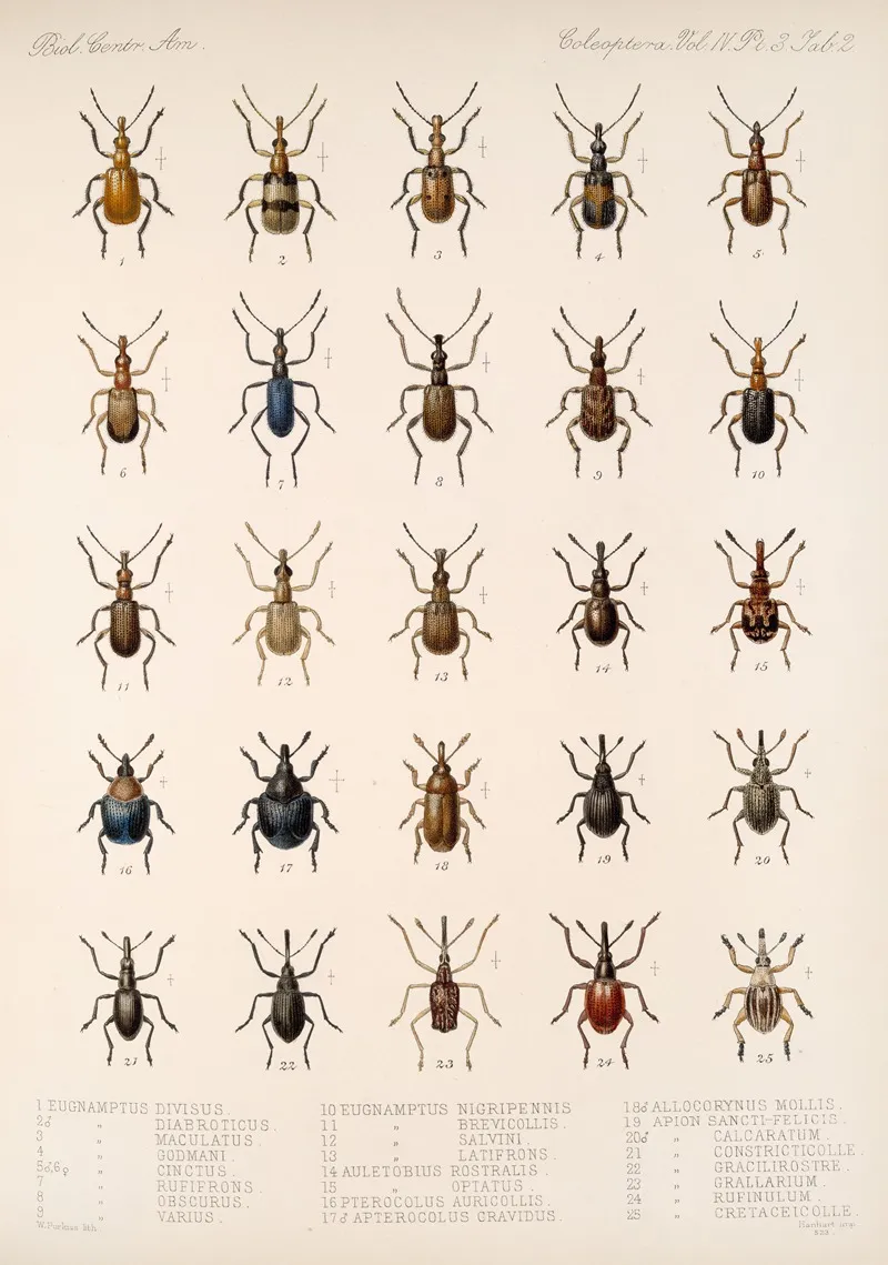 Insecta Coleoptera Pl 141 Wall Art by Frederick DuCane Godman - High-Resolution Digital Print