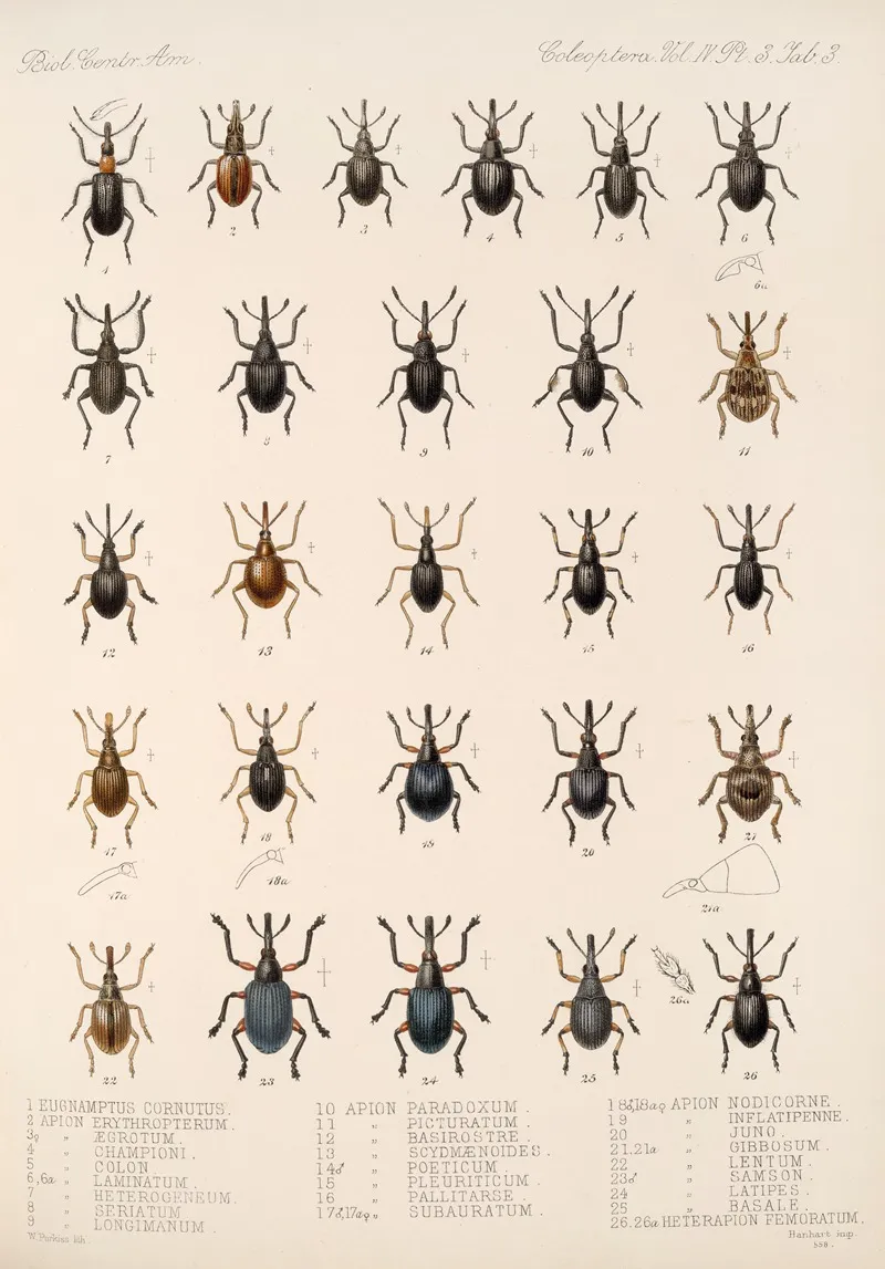 Insecta Coleoptera Pl 142 Wall Art by Frederick DuCane Godman - High-Resolution Digital Print