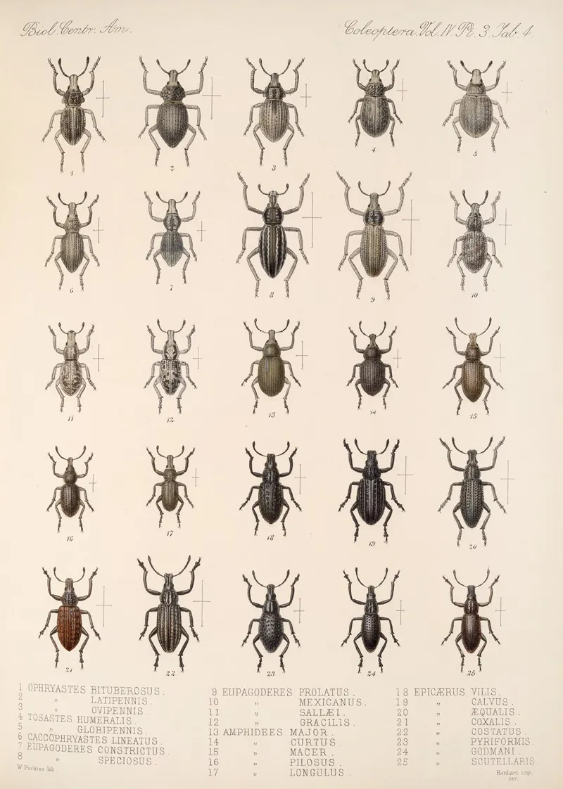 Insecta Coleoptera Pl 143 Wall Art by Frederick DuCane Godman - High-Resolution Digital Print