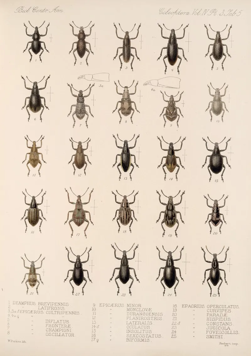 Insecta Coleoptera Pl 144 Wall Art by Frederick DuCane Godman - High-Resolution Digital Print