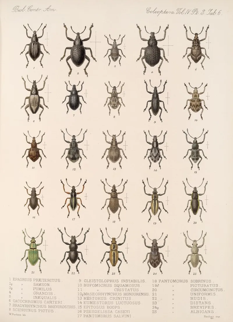 Insecta Coleoptera Pl 145 Wall Art by Frederick DuCane Godman - High-Resolution Digital Print