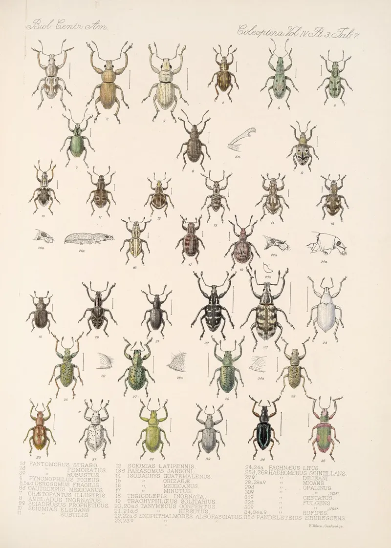 Insecta Coleoptera Pl 146 Wall Art by Frederick DuCane Godman - High-Resolution Digital Print