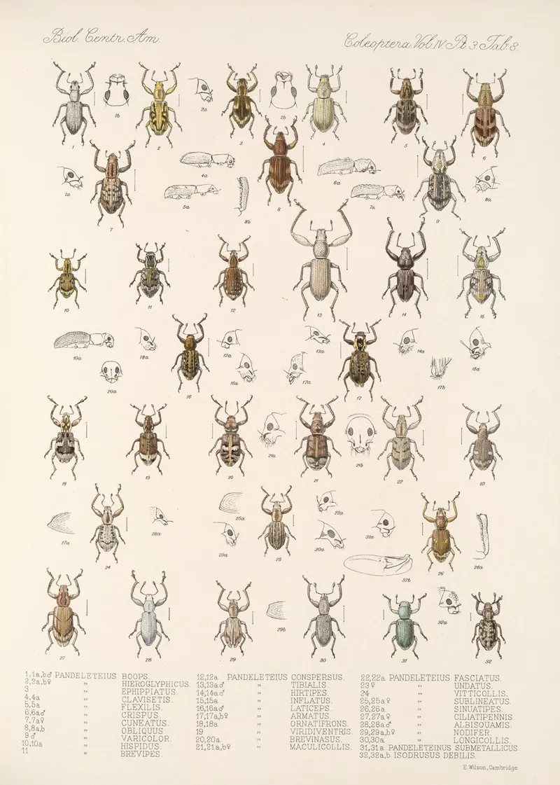 Insecta Coleoptera Pl 147 Wall Art by Frederick DuCane Godman - High-Resolution Digital Print