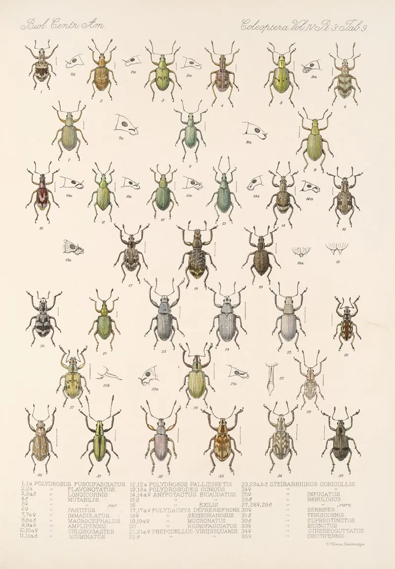 Insecta Coleoptera Pl 148 Wall Art by Frederick DuCane Godman - High-Resolution Digital Print