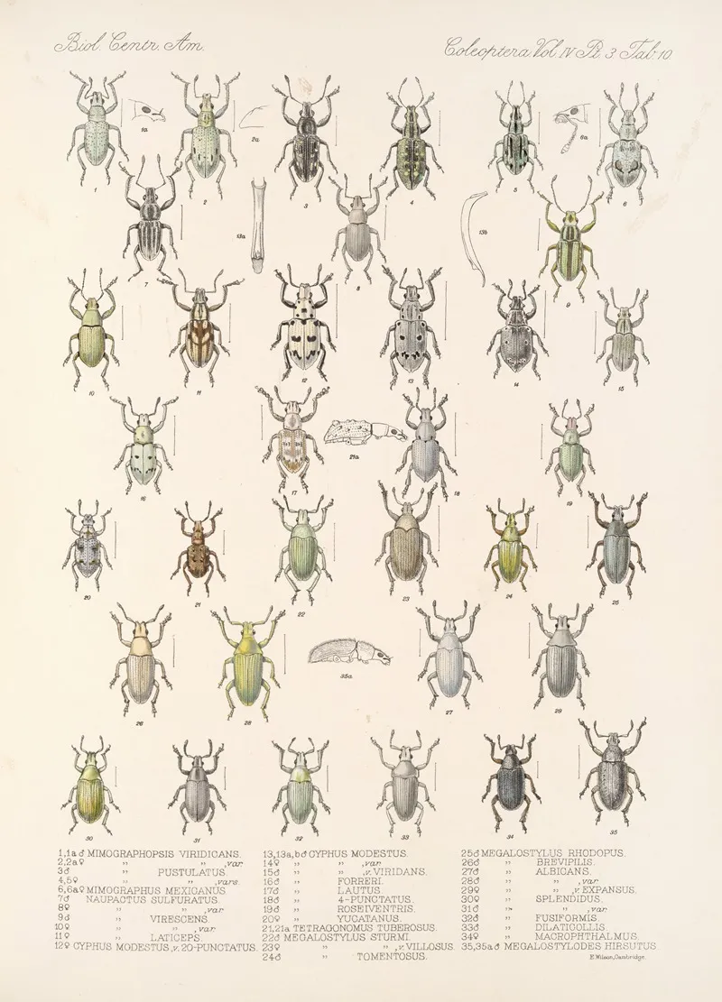 Insecta Coleoptera Pl 149 Wall Art by Frederick DuCane Godman - High-Resolution Digital Print