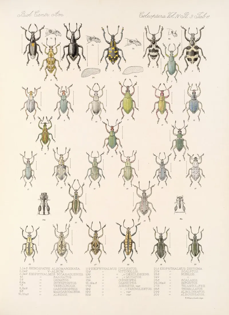 Insecta Coleoptera Pl 150 Wall Art by Frederick DuCane Godman - High-Resolution Digital Print