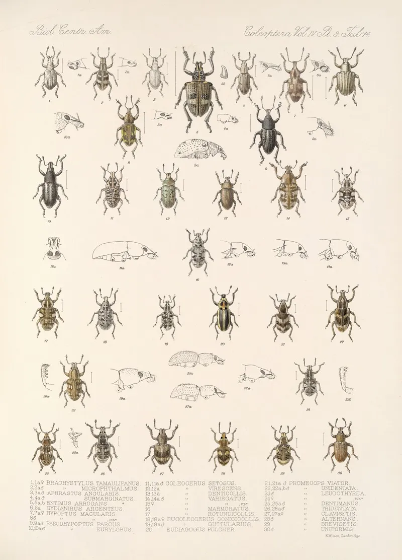 Insecta Coleoptera Pl 153 Wall Art by Frederick DuCane Godman - High-Resolution Digital Print
