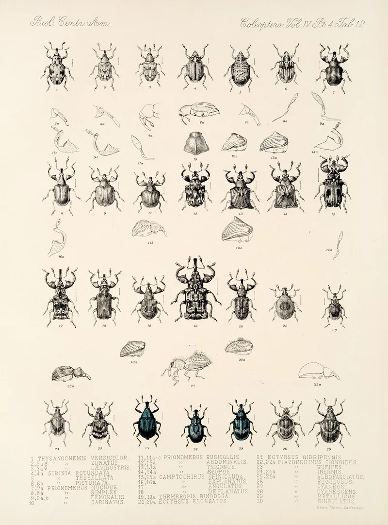 Insecta Coleoptera Pl 156 Wall Art by Frederick DuCane Godman - High-Resolution Digital Print