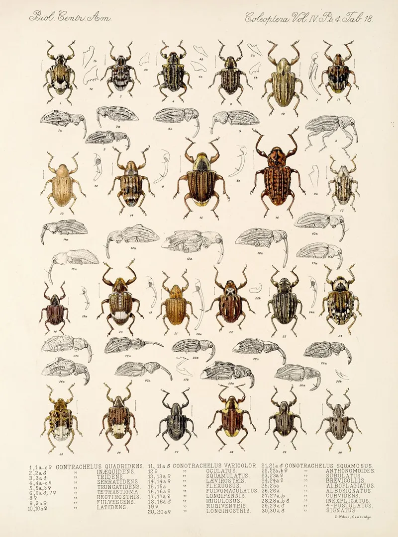 Insecta Coleoptera Pl 157 Wall Art by Frederick DuCane Godman - High-Resolution Digital Print