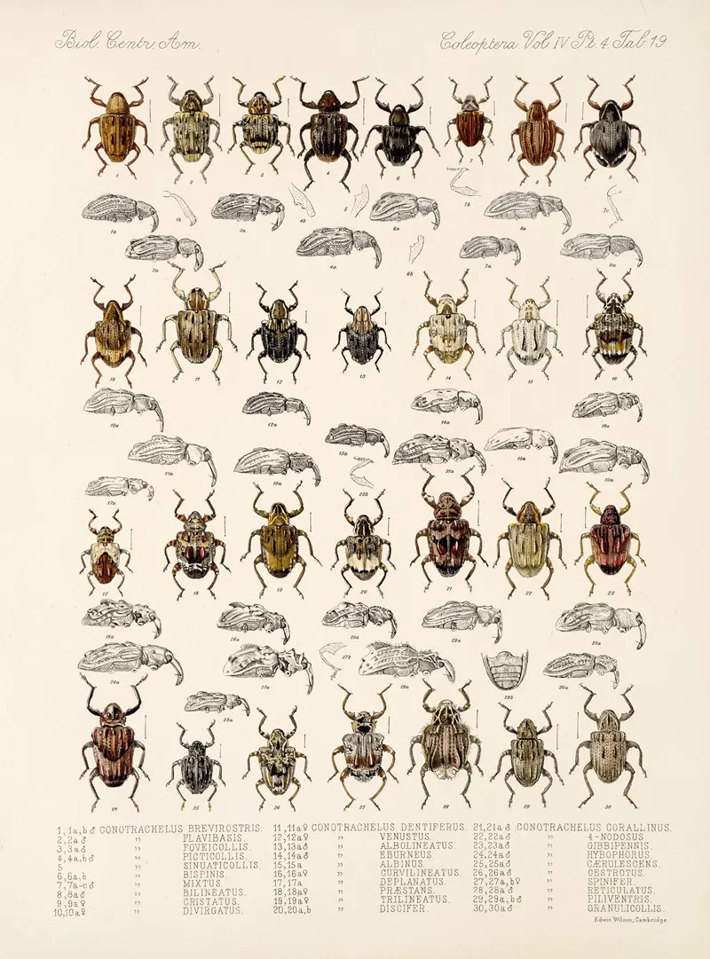 Insecta Coleoptera Pl 158 Wall Art by Frederick DuCane Godman - High-Resolution Digital Print