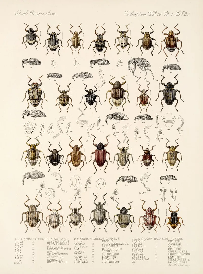 Insecta Coleoptera Pl 159 Wall Art by Frederick DuCane Godman - High-Resolution Digital Print