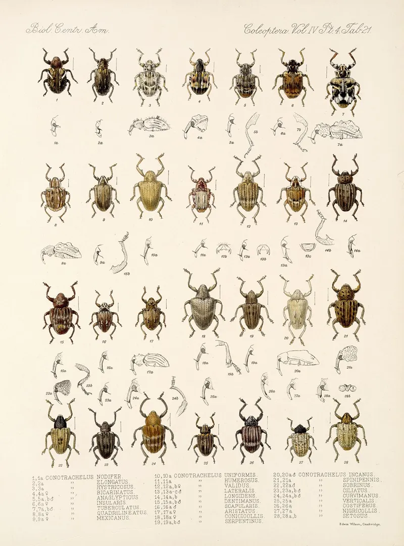 Insecta Coleoptera Pl 160 Wall Art by Frederick DuCane Godman - High-Resolution Digital Print