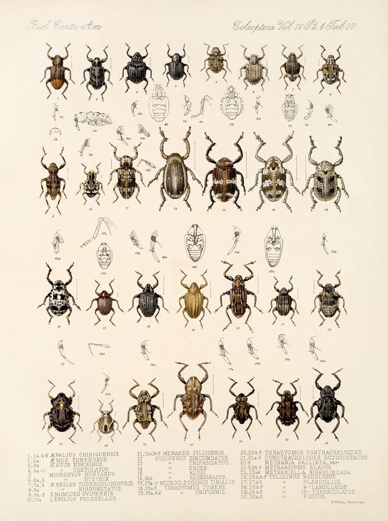 Insecta Coleoptera Pl 161 Wall Art by Frederick DuCane Godman - High-Resolution Digital Print