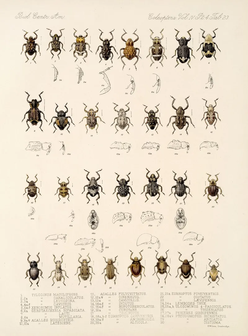 Insecta Coleoptera Pl 162 Wall Art by Frederick DuCane Godman - High-Resolution Digital Print