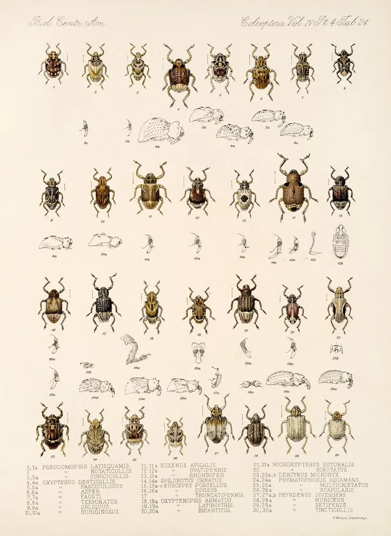 Insecta Coleoptera Pl 163 Wall Art by Frederick DuCane Godman - High-Resolution Digital Print