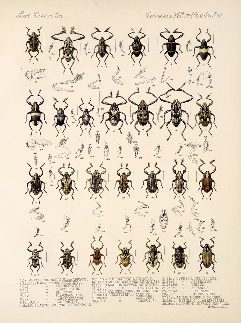 Insecta Coleoptera Pl 164 Wall Art by Frederick DuCane Godman - High-Resolution Digital Print