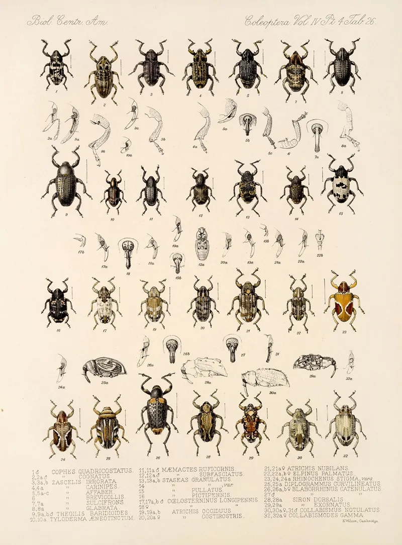 Insecta Coleoptera Pl 165 Wall Art by Frederick DuCane Godman - High-Resolution Digital Print