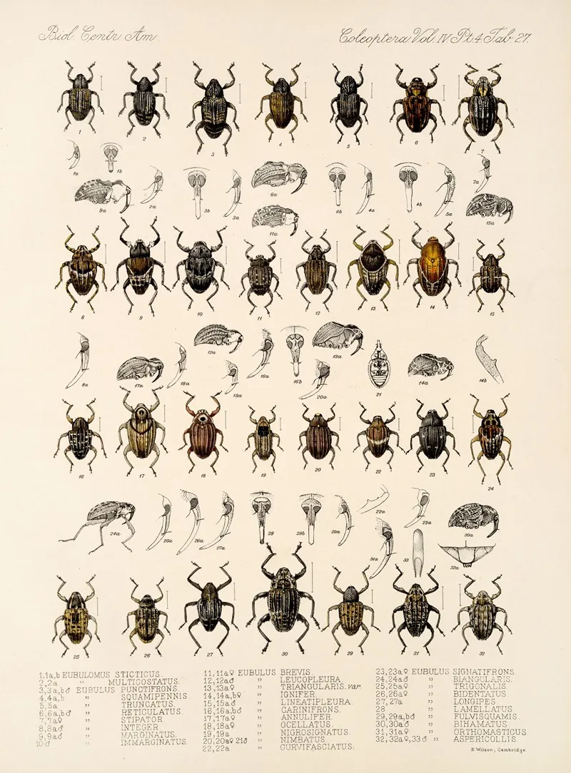 Insecta Coleoptera Pl 166 Wall Art by Frederick DuCane Godman - High-Resolution Digital Print