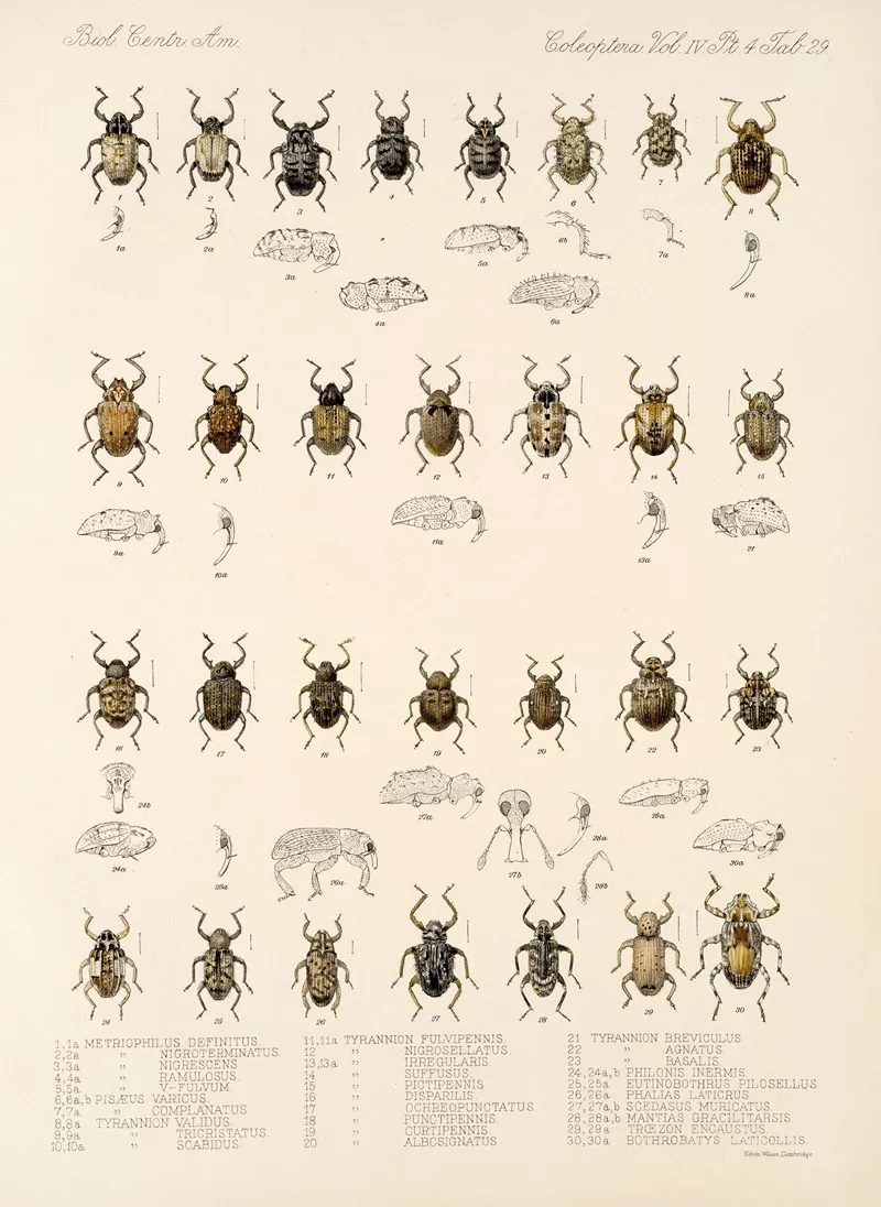 Insecta Coleoptera Pl 168 Wall Art by Frederick DuCane Godman - High-Resolution Digital Print