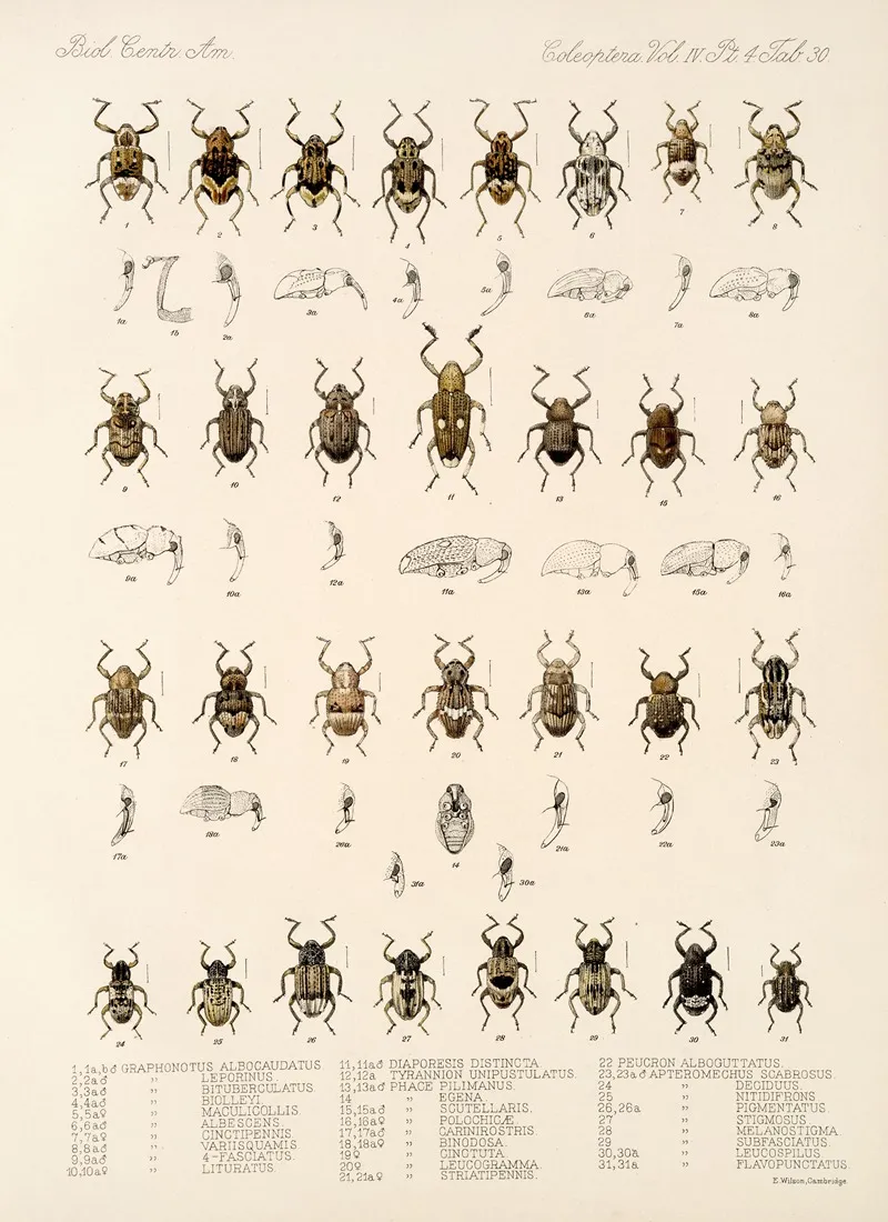 Insecta Coleoptera Pl 169 Wall Art by Frederick DuCane Godman - High-Resolution Digital Print