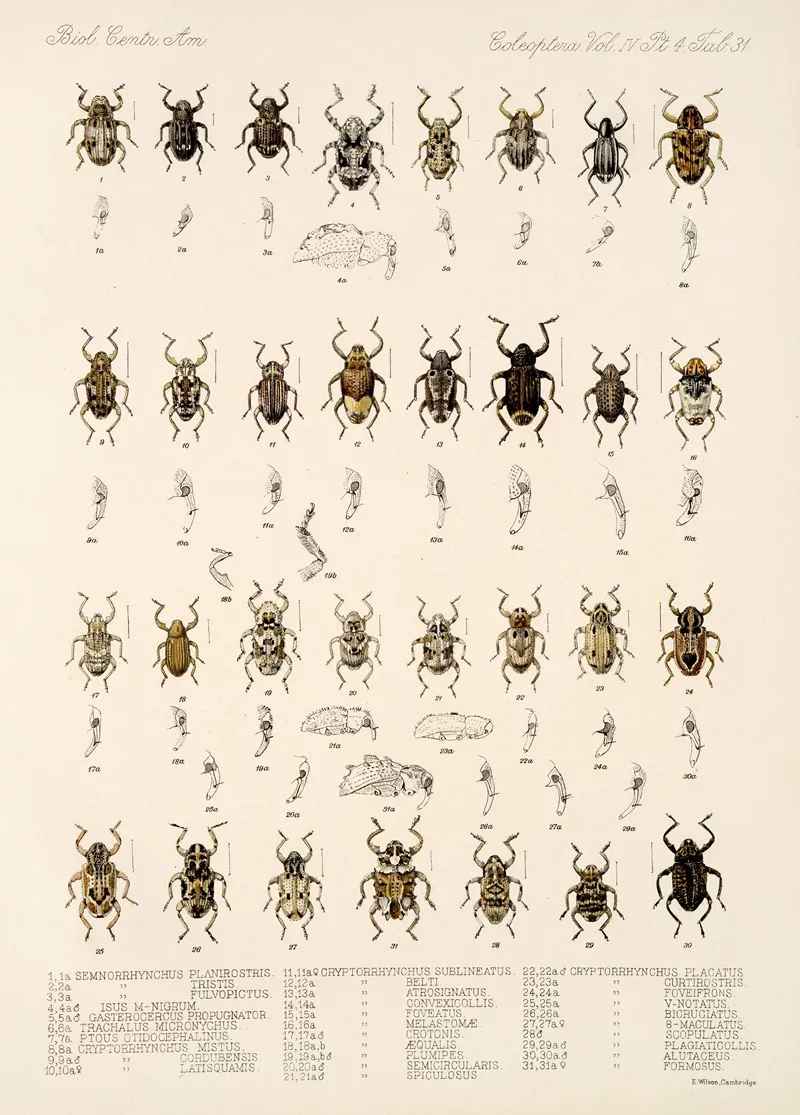 Insecta Coleoptera Pl 170 Wall Art by Frederick DuCane Godman - High-Resolution Digital Print