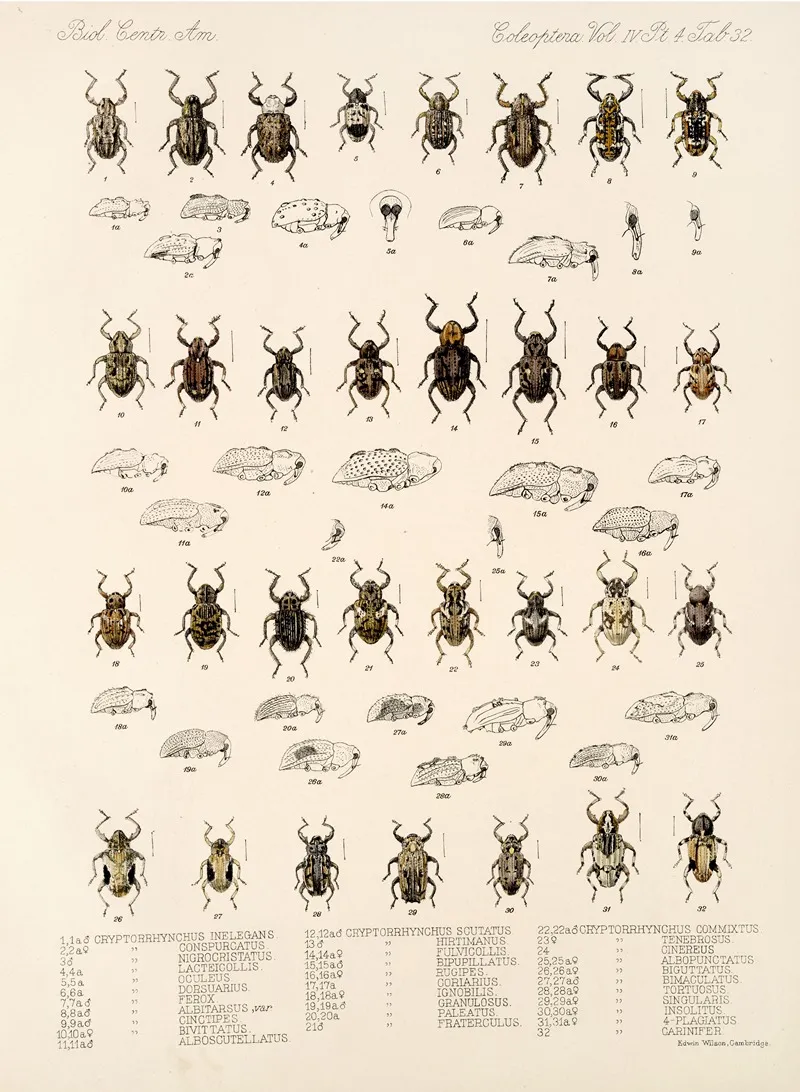 Insecta Coleoptera Pl 171 Wall Art by Frederick DuCane Godman - High-Resolution Digital Print