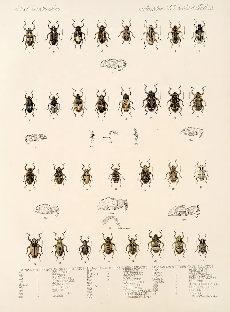 Insecta Coleoptera Pl 172 Wall Art by Frederick DuCane Godman - High-Resolution Digital Print