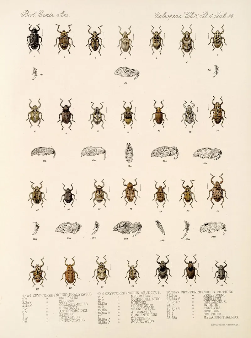 Insecta Coleoptera Pl 173 Wall Art by Frederick DuCane Godman - High-Resolution Digital Print
