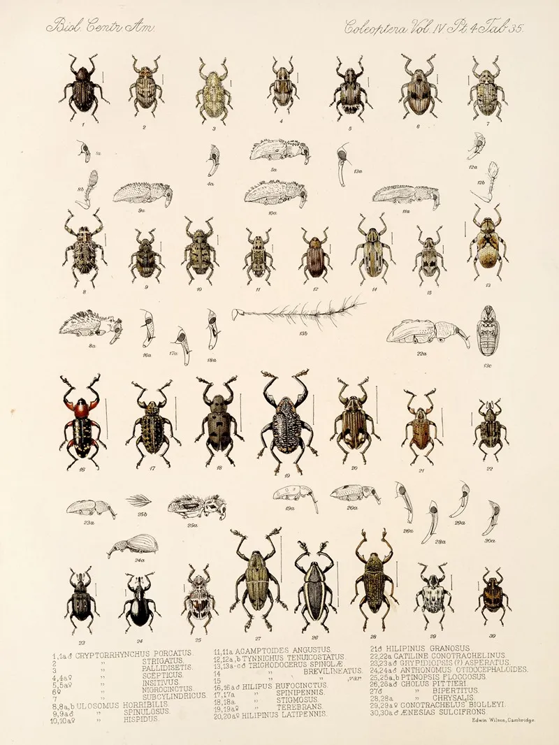 Insecta Coleoptera Pl 174 Wall Art by Frederick DuCane Godman - High-Resolution Digital Print