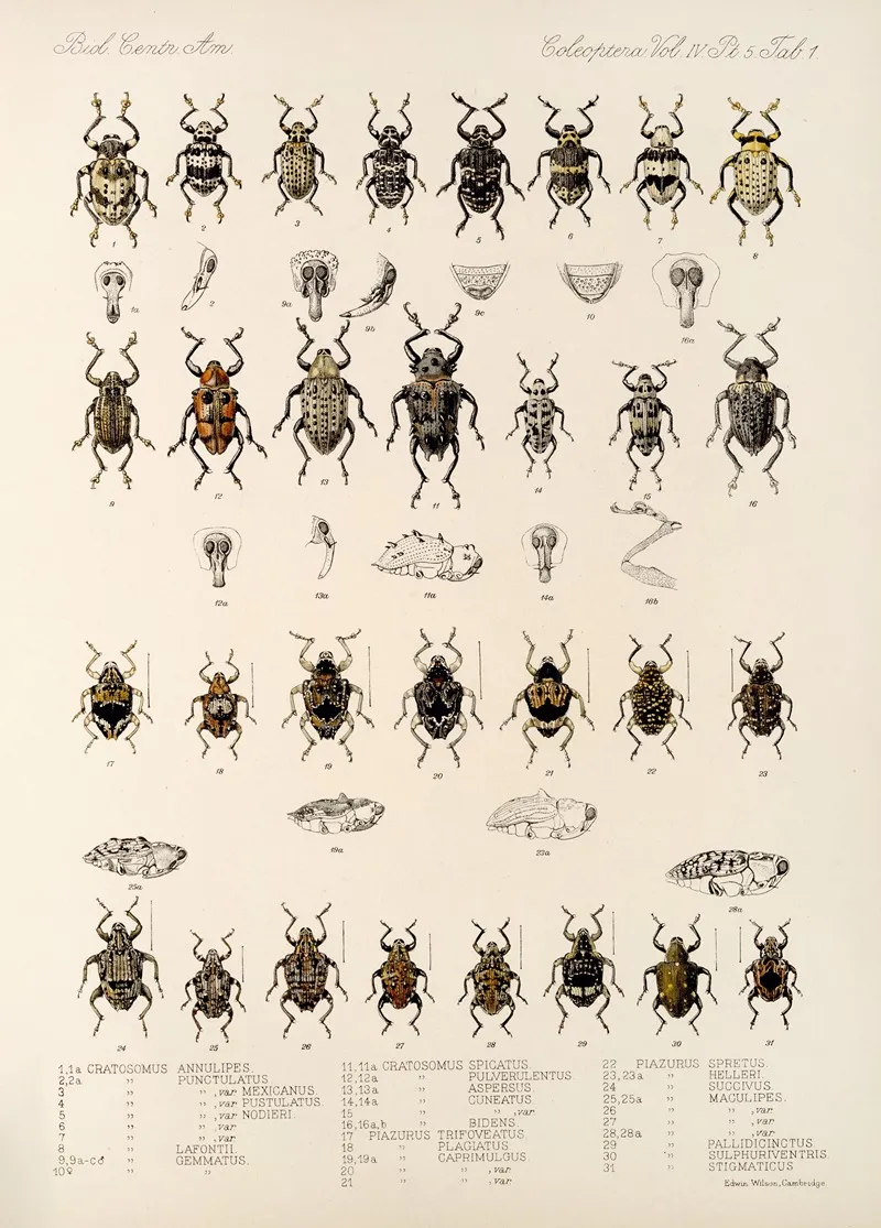 Insecta Coleoptera Pl 175 Wall Art by Frederick DuCane Godman - High-Resolution Digital Print