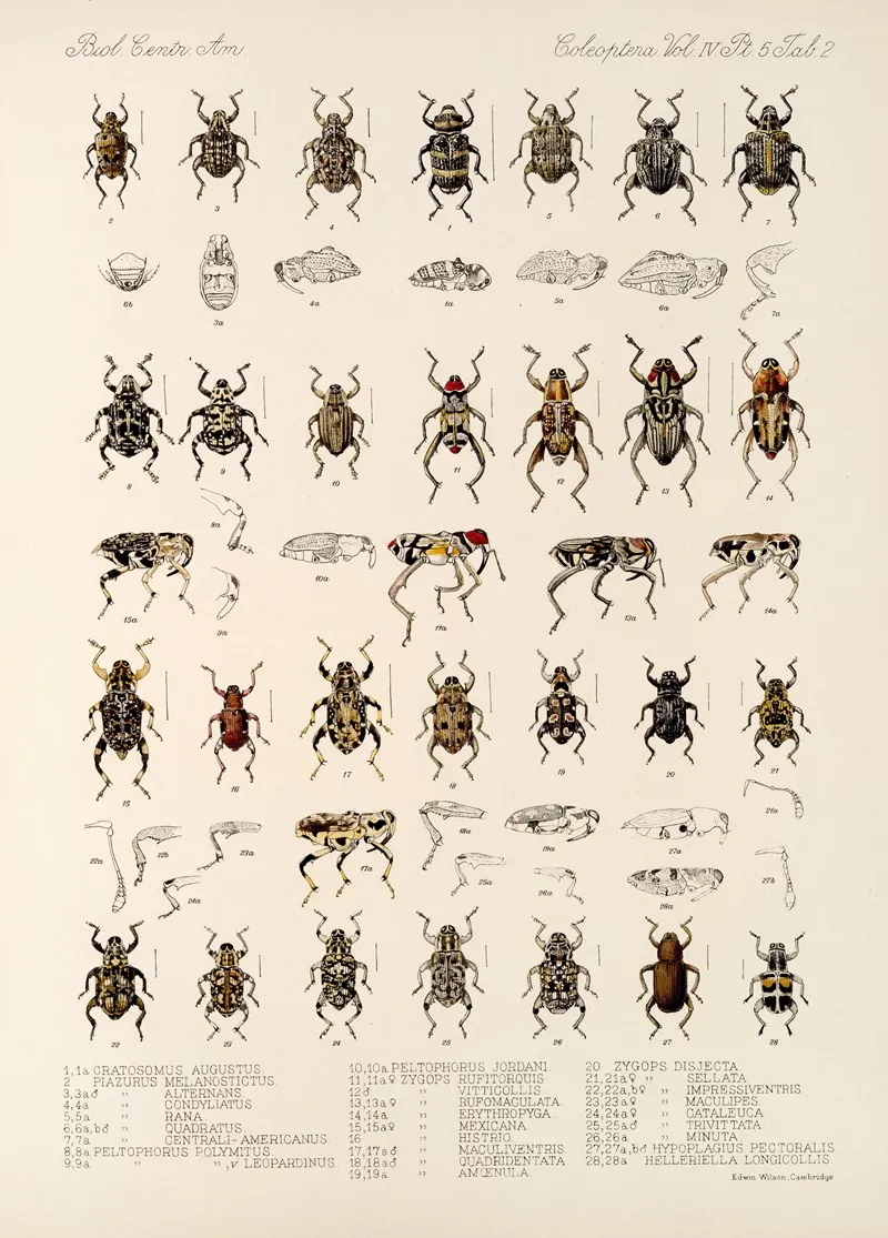 Insecta Coleoptera Pl 176 Wall Art by Frederick DuCane Godman - High-Resolution Digital Print