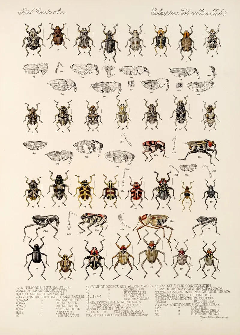 Insecta Coleoptera Pl 177 Wall Art by Frederick DuCane Godman - High-Resolution Digital Print