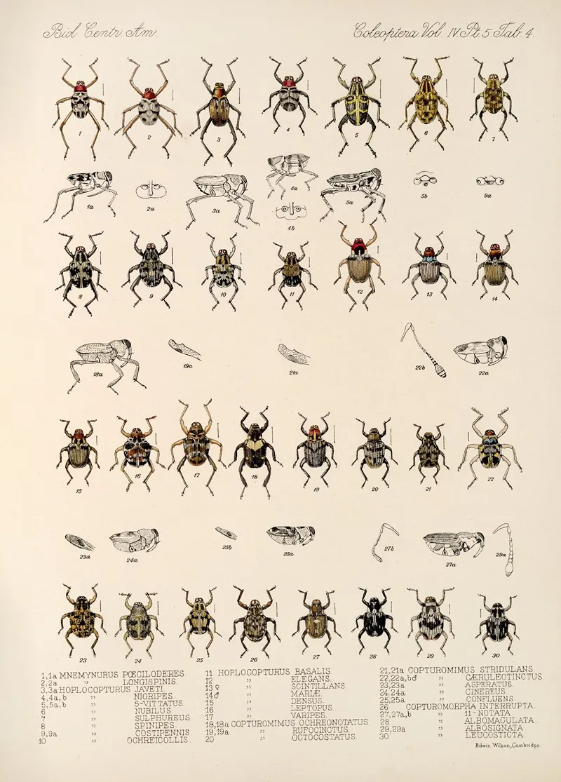 Insecta Coleoptera Pl 178 Wall Art by Frederick DuCane Godman - High-Resolution Digital Print