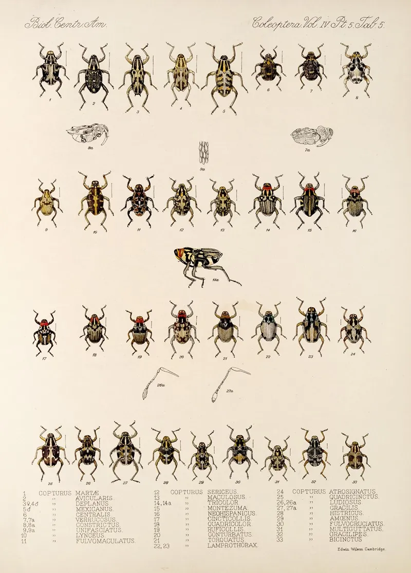 Insecta Coleoptera Pl 179 Wall Art by Frederick DuCane Godman - High-Resolution Digital Print