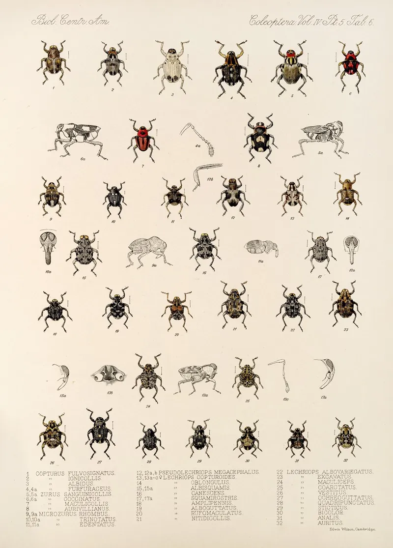 Insecta Coleoptera Pl 180 Wall Art by Frederick DuCane Godman - High-Resolution Digital Print