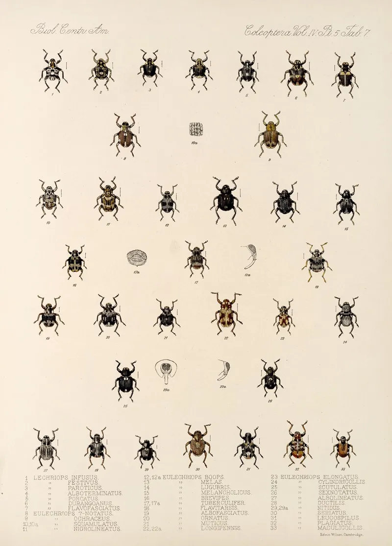 Insecta Coleoptera Pl 181 Wall Art by Frederick DuCane Godman - High-Resolution Digital Print