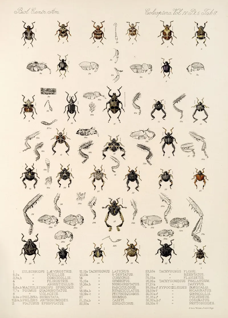 Insecta Coleoptera Pl 182 Wall Art by Frederick DuCane Godman - High-Resolution Digital Print