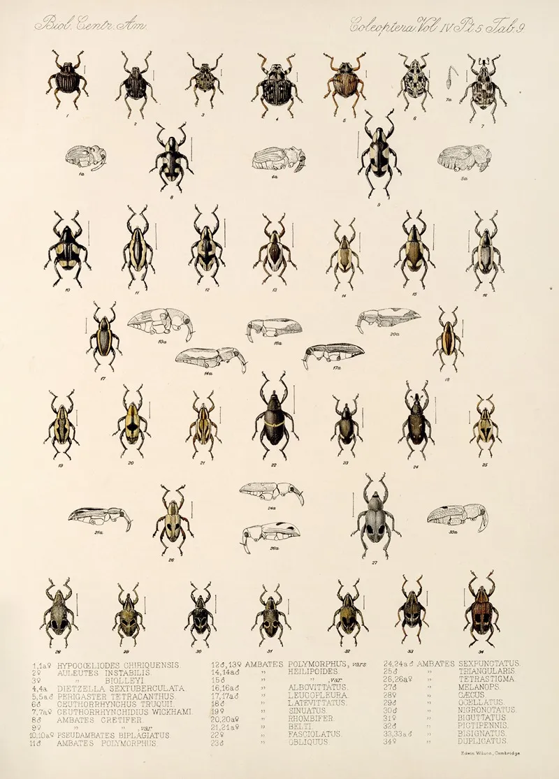 Insecta Coleoptera Pl 183 Wall Art by Frederick DuCane Godman - High-Resolution Digital Print