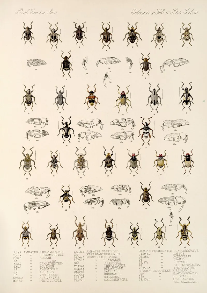Insecta Coleoptera Pl 184 Wall Art by Frederick DuCane Godman - High-Resolution Digital Print