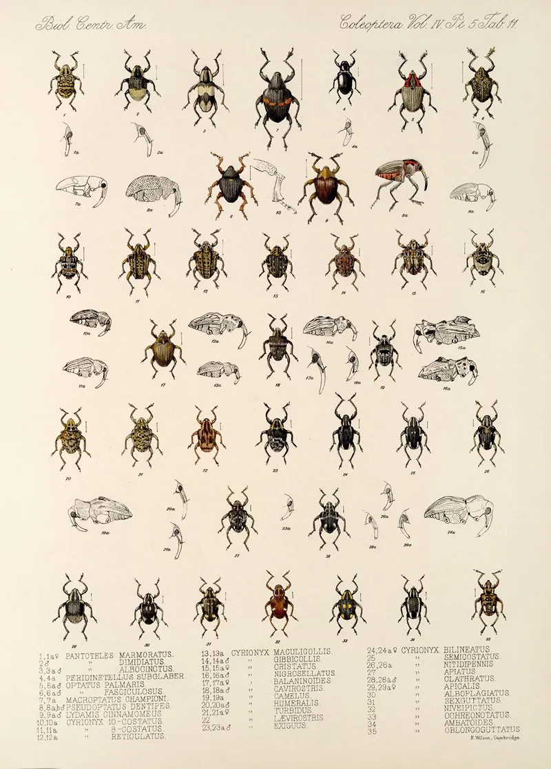 Insecta Coleoptera Pl 185 Wall Art by Frederick DuCane Godman - High-Resolution Digital Print
