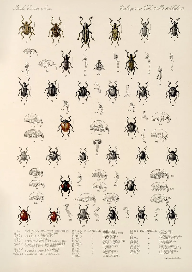 Insecta Coleoptera Pl 186 Wall Art by Frederick DuCane Godman - High-Resolution Digital Print